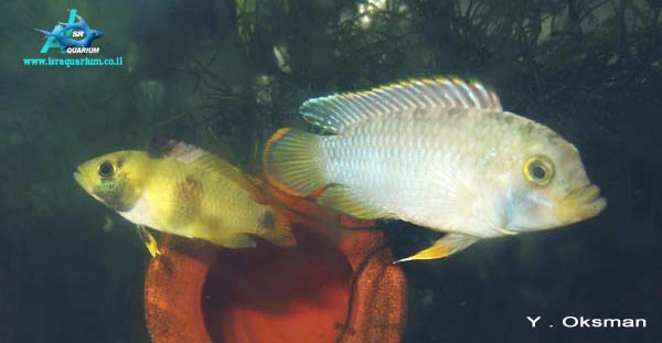 www.israquarium.co.il